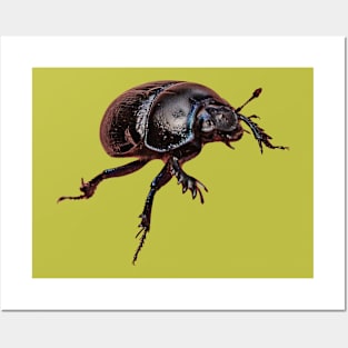 Dor Beetle Posters and Art